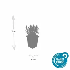 LA GREEN TOUCH - Lavande angustifolia 'munstead' x6 – entre 0,38 et 0,5m2