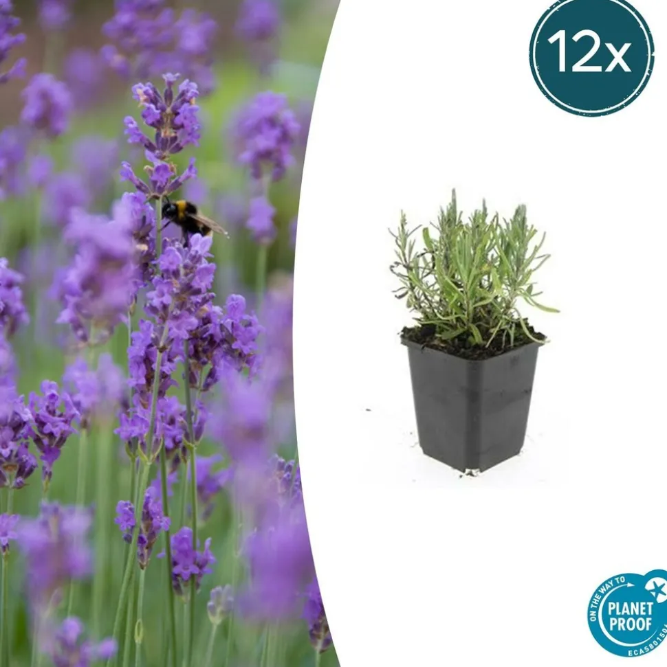 LA GREEN TOUCH - Lavande angustifolia 'munstead' x6 – entre 0,38 et 0,5m2