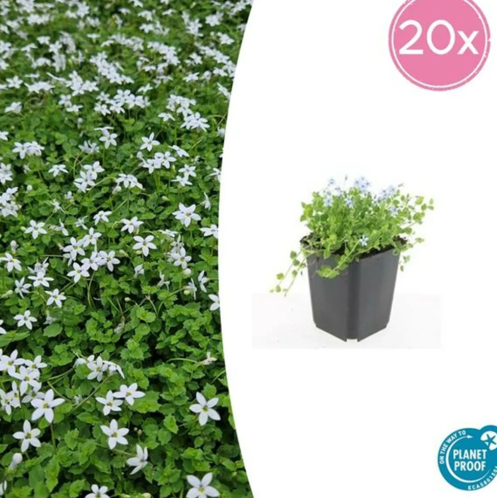 LA GREEN TOUCH - Leptinella squalida x20 – entre 1,25 et 1,67m2