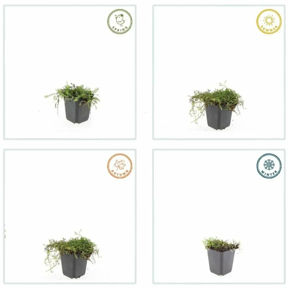 LA GREEN TOUCH - Leptinella squalida x20 – entre 1,25 et 1,67m2