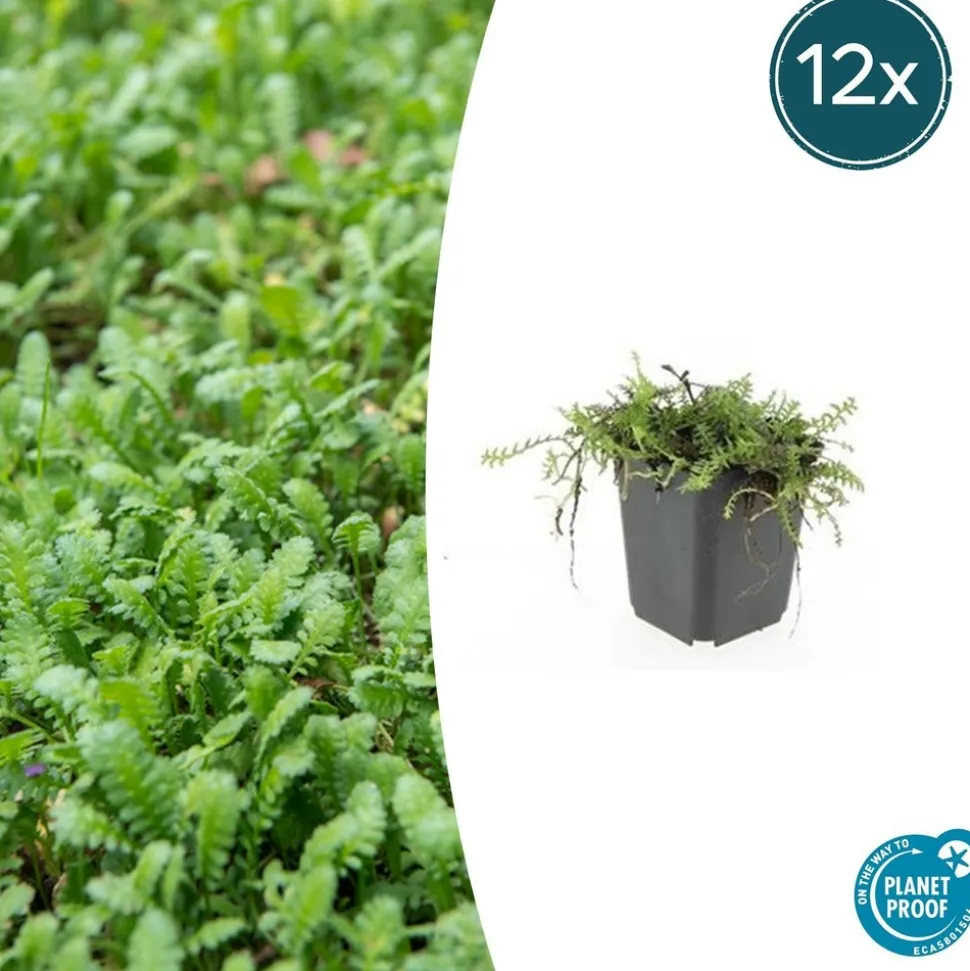 LA GREEN TOUCH - Leptinella squalida x20 – entre 1,25 et 1,67m2