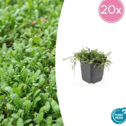 LA GREEN TOUCH - Leptinella squalida x20 – entre 1,25 et 1,67m2