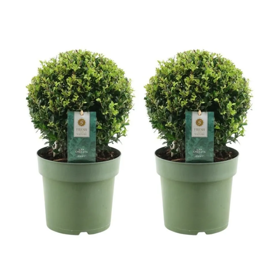 LA GREEN TOUCH - Lot de 2 ilex crenata 'jenny' ø20cm