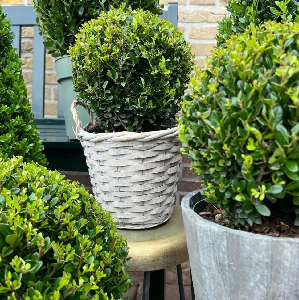 LA GREEN TOUCH - Lot de 2 ilex crenata 'jenny' ø20cm