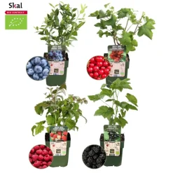 LA GREEN TOUCH - Lot de 4 plantes fruitières