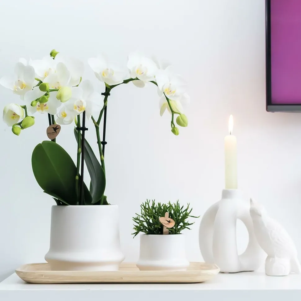 LA GREEN TOUCH - Ornement décoratif cacatoès blanc