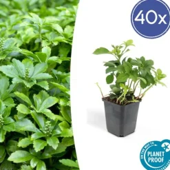 LA GREEN TOUCH - Pachysandre du japon 'green carpet' x40 – entre 2,5 et 3,33m2
