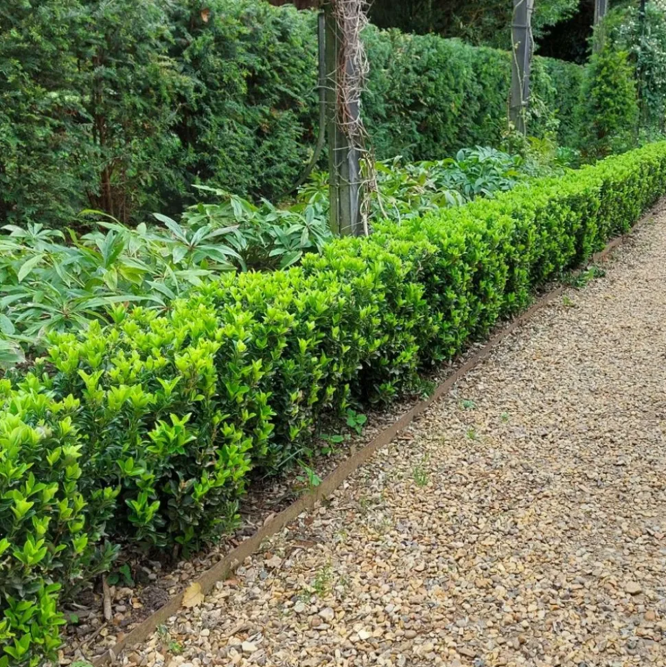 LA GREEN TOUCH - 72 plantes euonymus 'green spire'