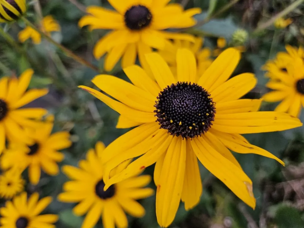 LA GREEN TOUCH - Rudbeckia 'goldsturm' x60 – entre 3,75 et 5m2