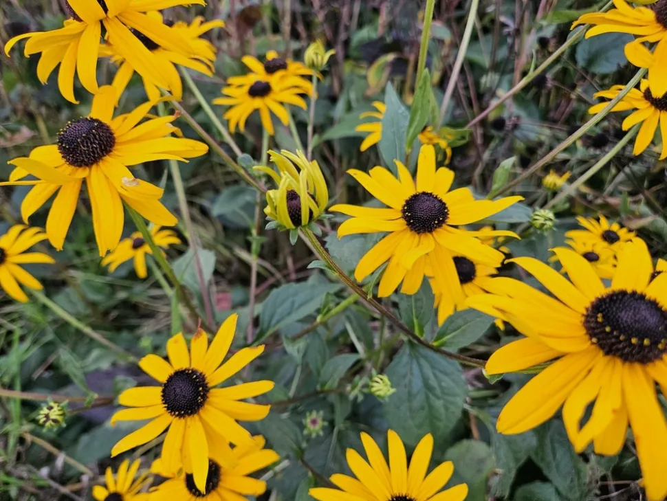 LA GREEN TOUCH - Rudbeckia 'goldsturm' x60 – entre 3,75 et 5m2