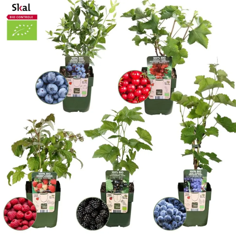 LA GREEN TOUCH - Set bio de 5 plantes fruitières