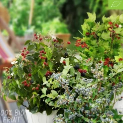 LA GREEN TOUCH - Set bio de 5 plantes fruitières