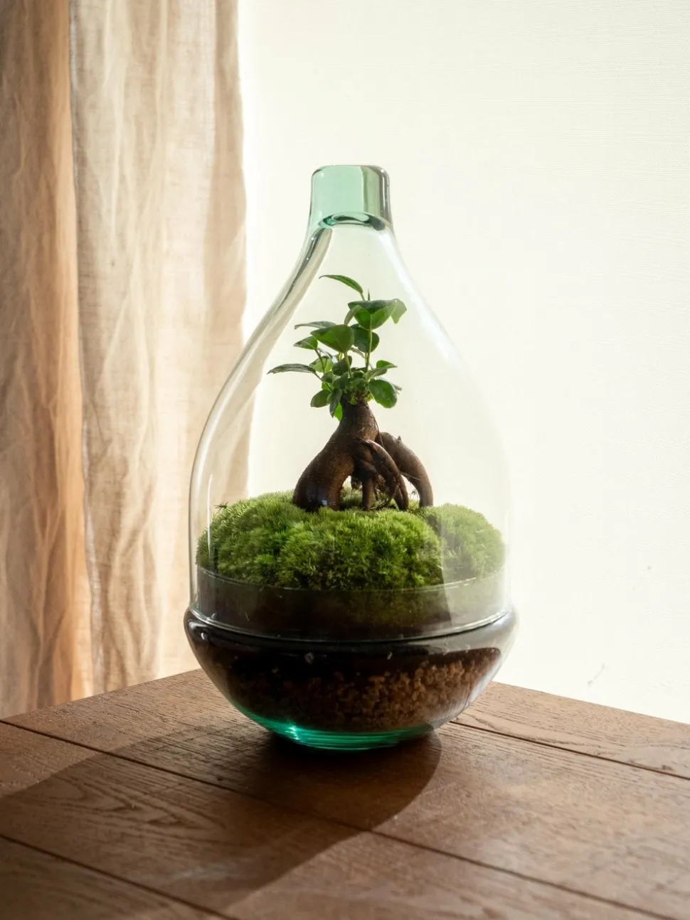 LA GREEN TOUCH - Terrarium - cayenne