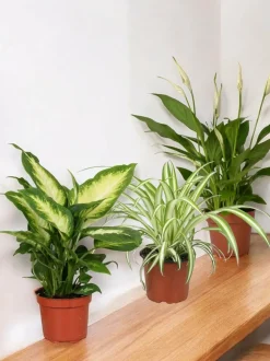 LA GREEN TOUCH - Trio de plantes dépolluantes