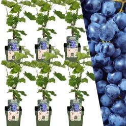 LA GREEN TOUCH - Vigne de raison bio x 6