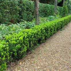LA GREEN TOUCH - 24 x fusain 'green spire'