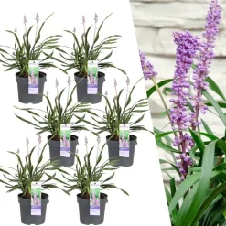 LA GREEN TOUCH - 6 x liriope muscari 'ingwersen'