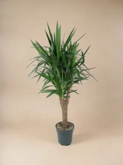 LA GREEN TOUCH - Yucca pied d'éléphant 150cm - plante d'intérieur