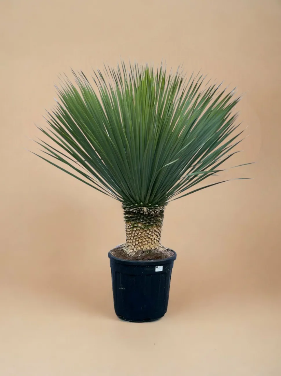 LA GREEN TOUCH - Yucca rostrata h140cm