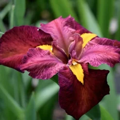LATOUR-MARLIAC - Lot de 3 - Iris 'Ann Chowning' (iris de louisiane) - godet 8 (8cm x 8cm x7cm, 300 ml) hauteur 50 cm