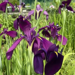 LATOUR-MARLIAC - Lot de 3 -Iris 'black gamecock' (iris de louisiane) - godet 8 (8cm x 8cm x7cm, 300 ml) hauteur 50 cm