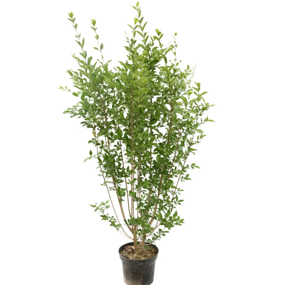 Ligustrum ovalifolium : H 100/125 cm : ctr 10 litres