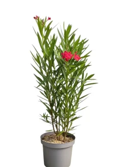 MA PÉPINIÈRE - Laurier rose 'tito poggi' - pot 7 l - h 100 cm