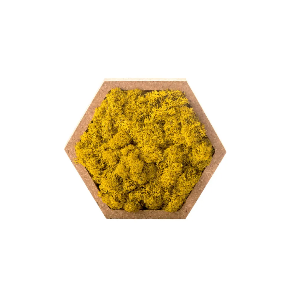 NATURALYS - Stab lichen hexagonal jaune 16 x 16 cm