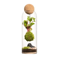 NATURALYS - Terrarium végétal d'intérieur, Niwa taille L : Kokedama D.8 H.29cm