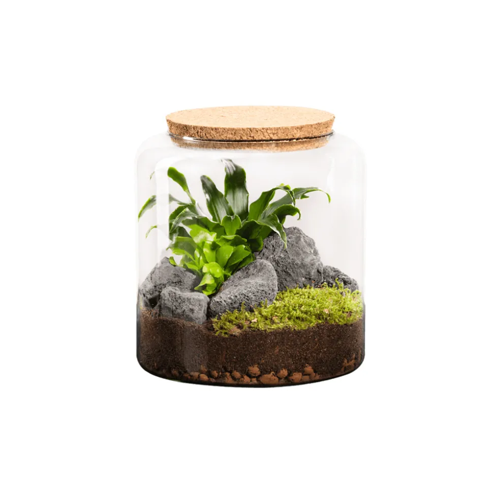NATURALYS - Terrarium végétal d'intérieur, Moly Stone taille L - D.23cm