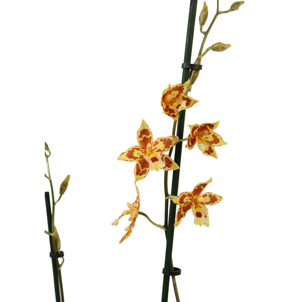 Orchidée Cambria 2 tiges - pot D.12 cm