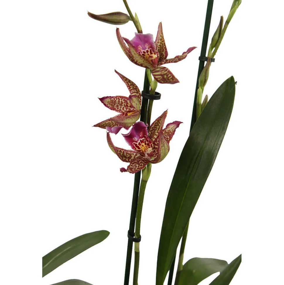 Orchidée Cambria 2 tiges - pot D.12 cm