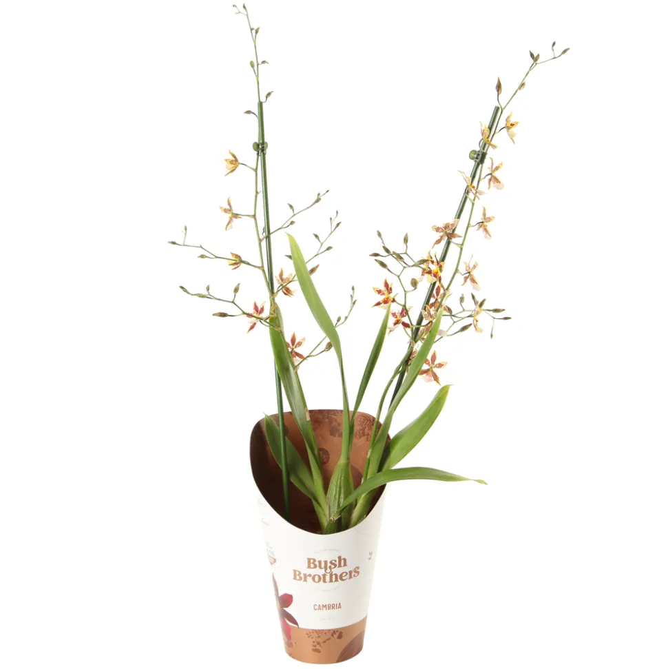 Orchidée Cambria 2 tiges - pot D.12 cm