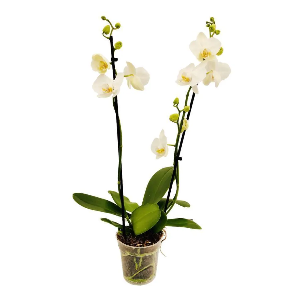 Orchidée Phalaenopsis 2 tiges - Pot Ø 12 cm