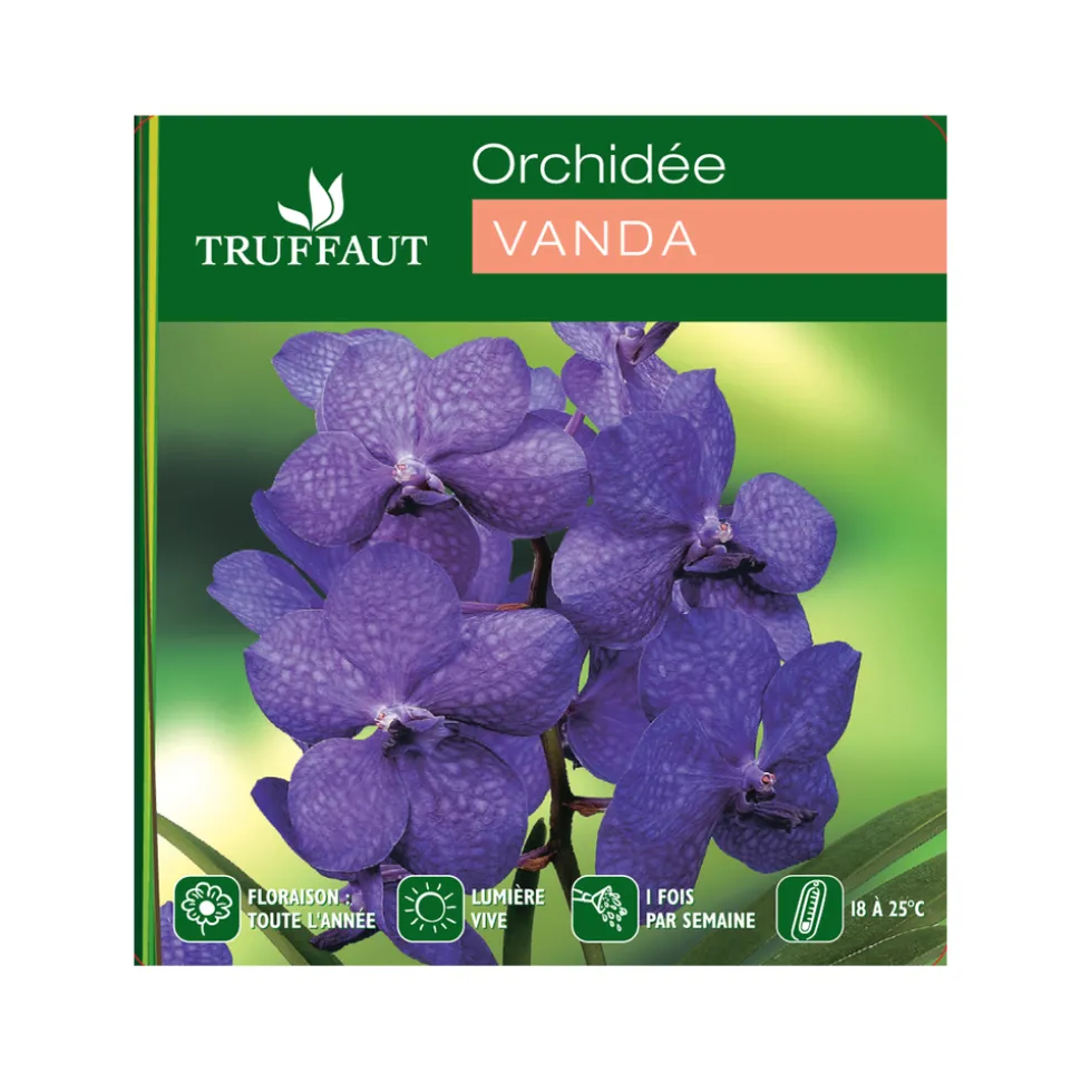 Orchidée Vanda 1 tige - vase D.14 cm