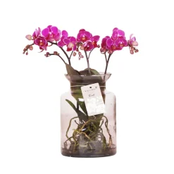 Phalaenopsis orchidée 'Kolibri' H.50 cm : Pot en verre D.16cm