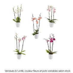 Phalaenopsis rose/blanc, coloris variés H.65cm, 3 tiges - Coupe D.13cm