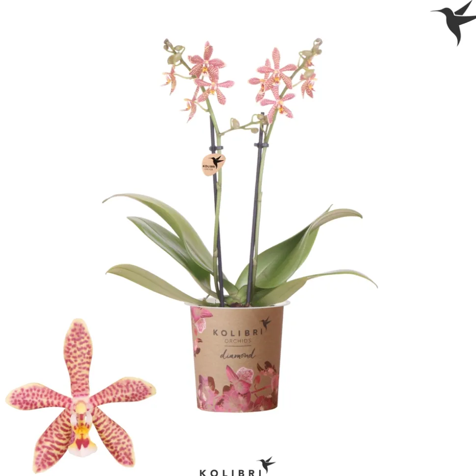 Phalaenopsis 'Spider Orange' - Pot D 9cm