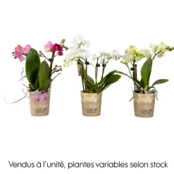 Phalaenopsis 'Tiny Bouquet' 2 tiges, coloris variables : pot D.9cm