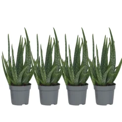 PLANT IN A BOX - Aloe vera - set de 4 - aloe barbadensis - hauteur 25-40cm - ⌀10,5cm