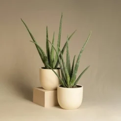 PLANT IN A BOX - Aloe vera - set de 2 - aloe barbadensis - hauteur 25-40cm - ⌀10,5cm