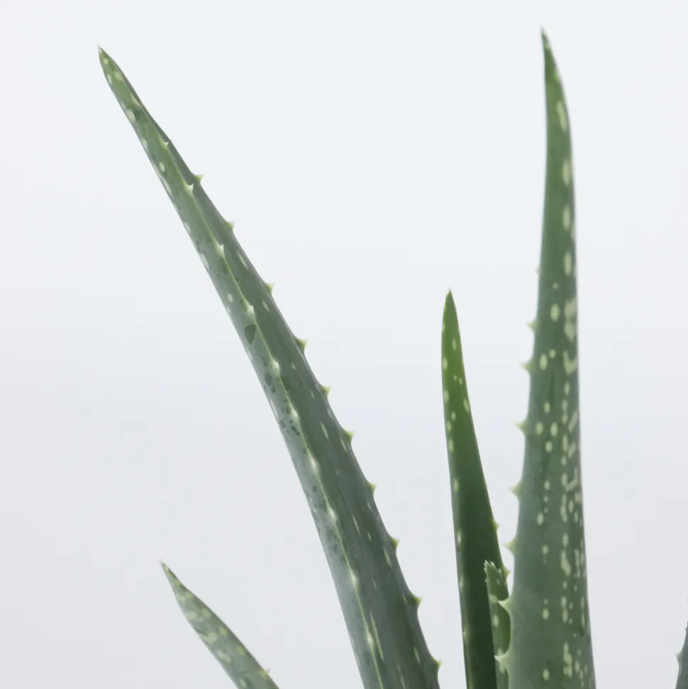 PLANT IN A BOX - Aloe vera - set de 2 - aloe barbadensis - hauteur 25-40cm - ⌀10,5cm