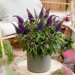 PLANT IN A BOX - Arbre à papillons - set de 2 - buddleja davidii 'candy' - h30-40cm - ⌀19cm