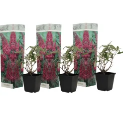 PLANT IN A BOX - Arbre à papillons - buddleja davidii 'candy' - hauteur 30-40cm - ⌀19cm