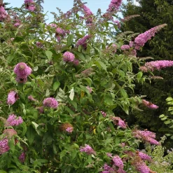 PLANT IN A BOX - Arbre à papillons - buddleja davidii 'candy' - hauteur 30-40cm - ⌀19cm