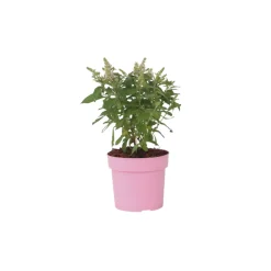 PLANT IN A BOX - Arbre à papillons - buddleja davidii 'candy' - hauteur 30-40cm - ⌀19cm