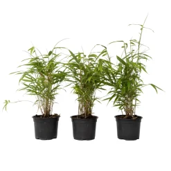 PLANT IN A BOX - Bambou bleu - set de 6 - fargesia papyrifera 'grex' - hauteur 30-40cm - ⌀13cm