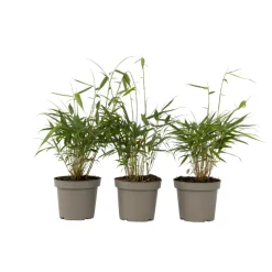 PLANT IN A BOX - Bambou - set de 3 - fargesia 'asian wonder' - hauteur 25-40cm - ⌀13cm