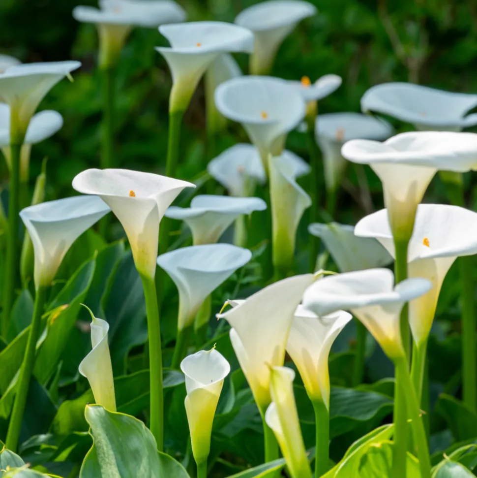 PLANT IN A BOX - Calla 'ruby' - arum - blanc - hauteur 30-40cm - ⌀12cm