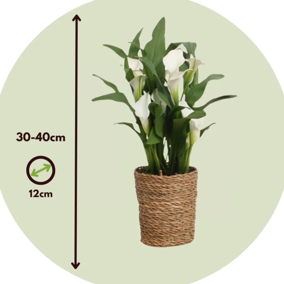 PLANT IN A BOX - Calla 'ruby' - arum - blanc - hauteur 30-40cm - ⌀12cm